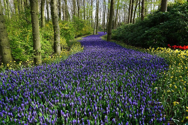 Bloemen geuren