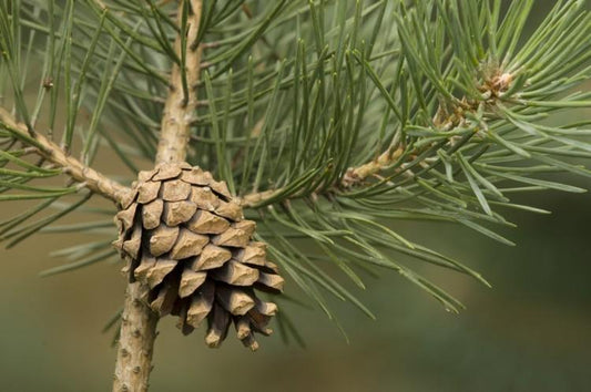 Pine tree
