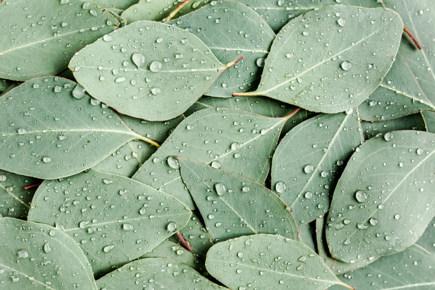 Eucalyptus
