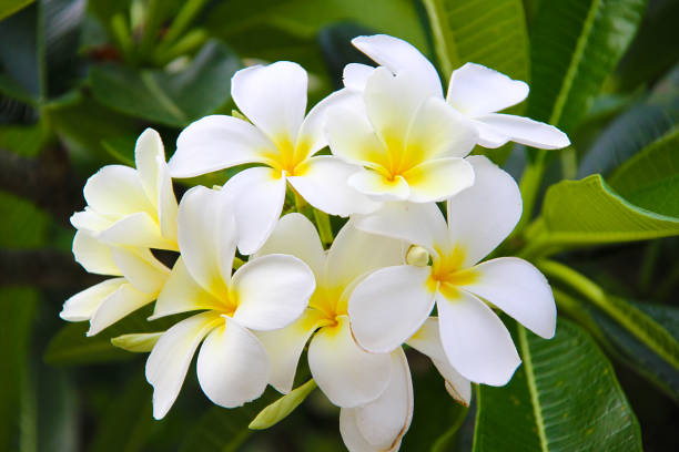 Gardenia*