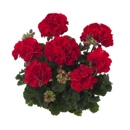 Geranium