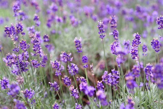 Lavendel*