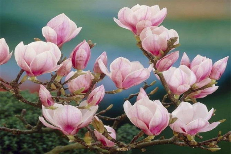 Magnolia*
