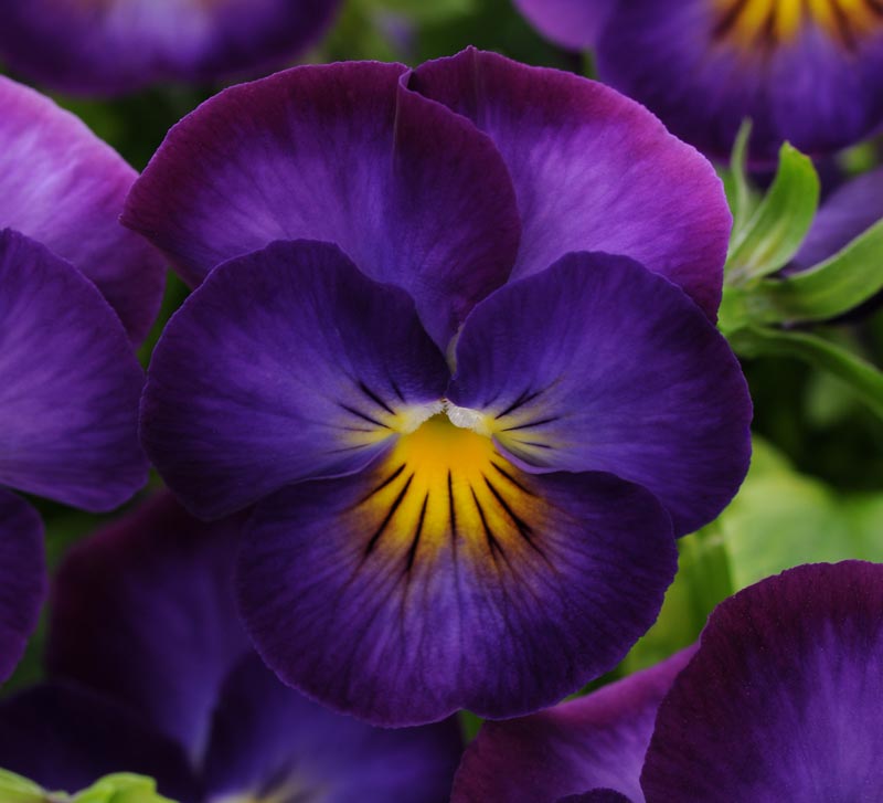 Geur violet