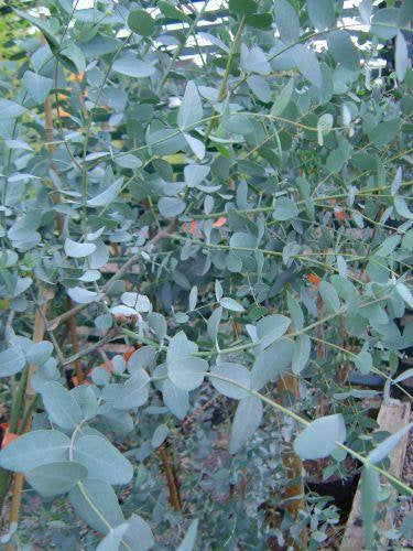 Eucalyptus