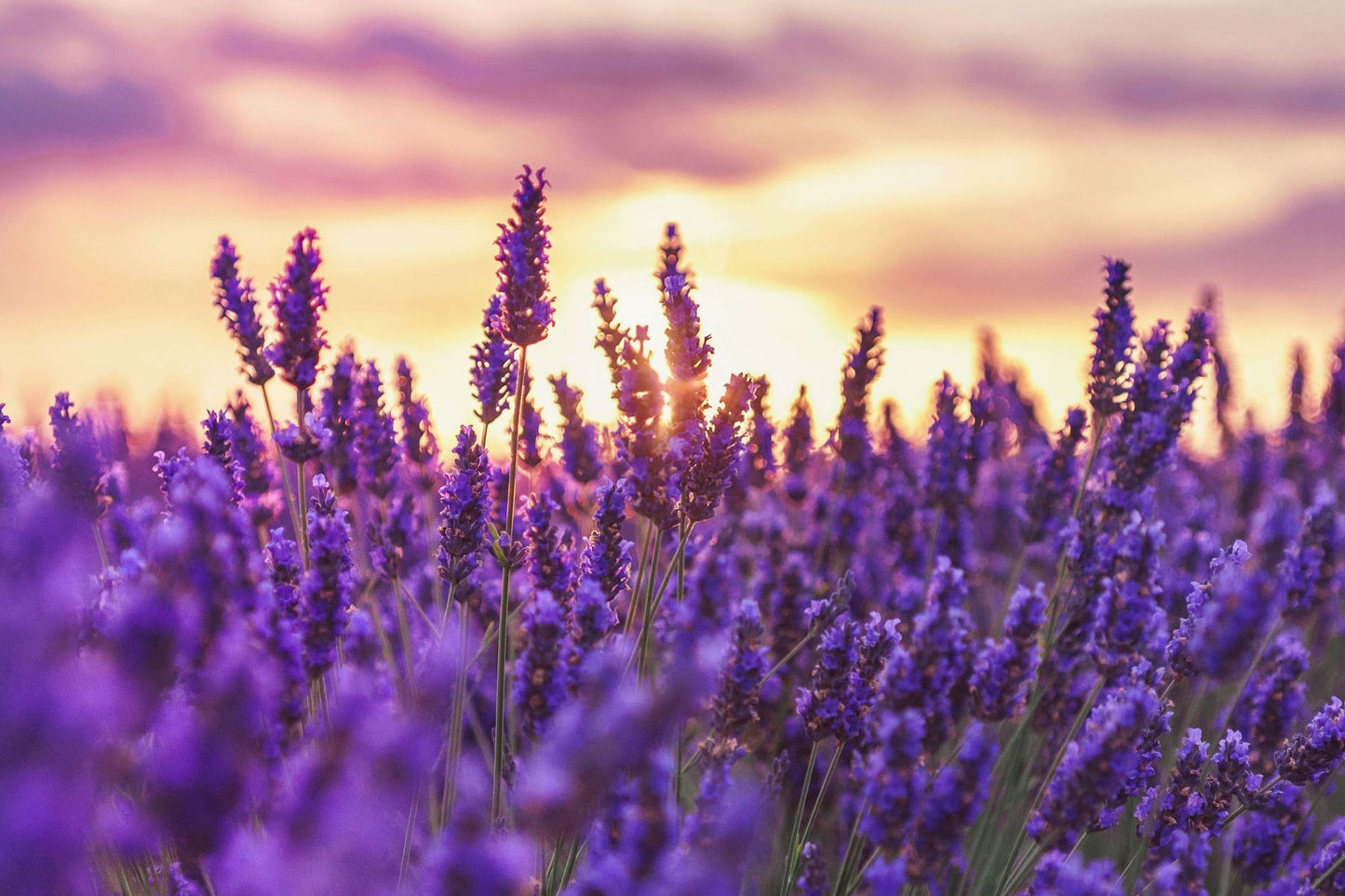 Lavendel*