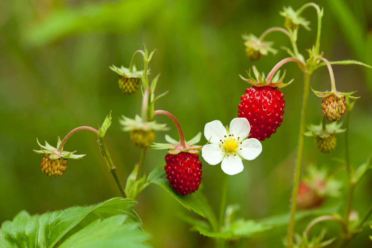 Wild Strawberry*