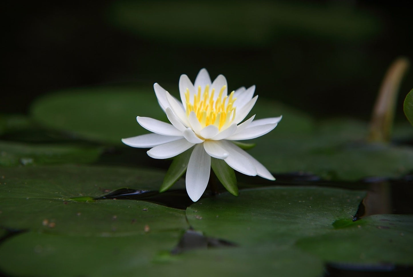 Lotus*