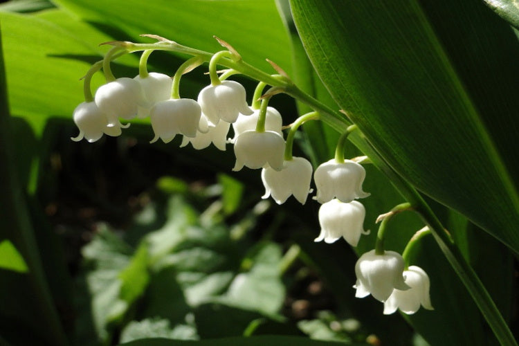 lily of the valley*